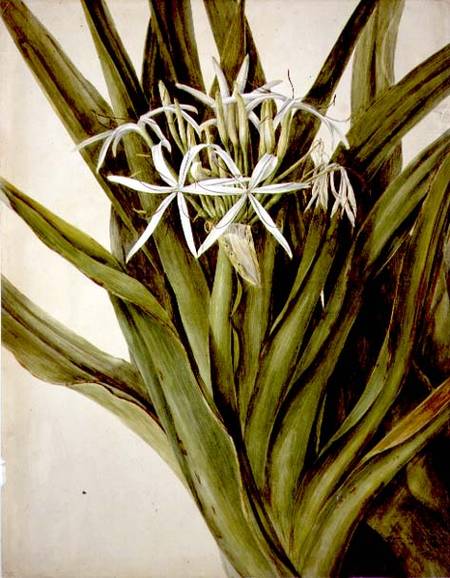 The Murray Lily, cirinum pedunculatum od John William Lewin