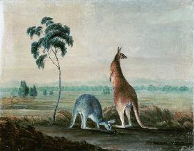 Kangaroos in a landscape