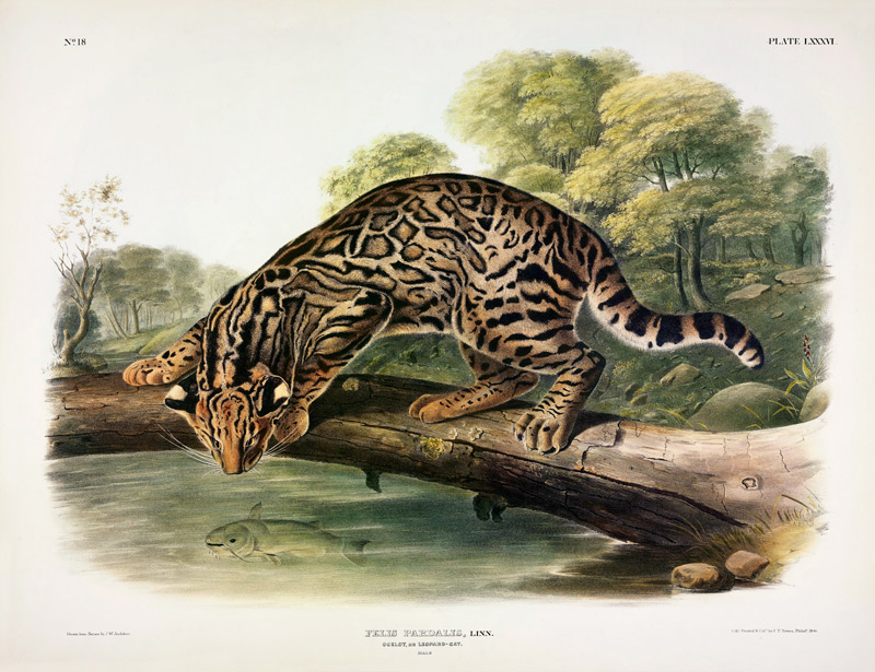 Felis Pardalis (Ocelot or Leopard-Cat), plate 86 from 'Quadrupeds of North America', engraved by Joh od John Woodhouse Audubon