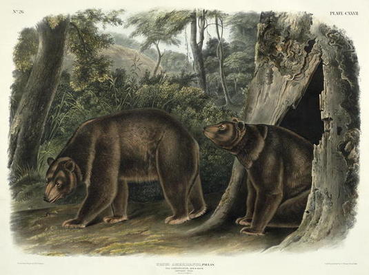 Ursus Americanus, var. Cinnamonum (Cinnamon Bear), plate 127 from 'Quadrupeds of North America', eng od John Woodhouse Audubon