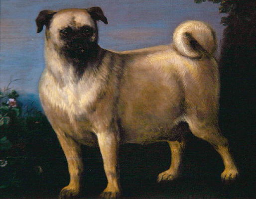 A Pug in a Landscape (oil on canvas) od John Wootton