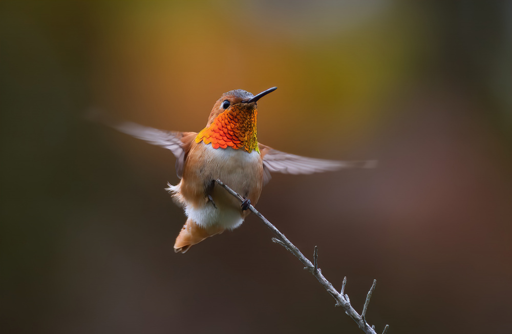 Hummingbird od Johnson Huang