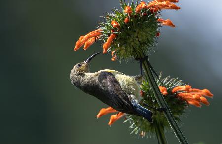 Oliver sunbird