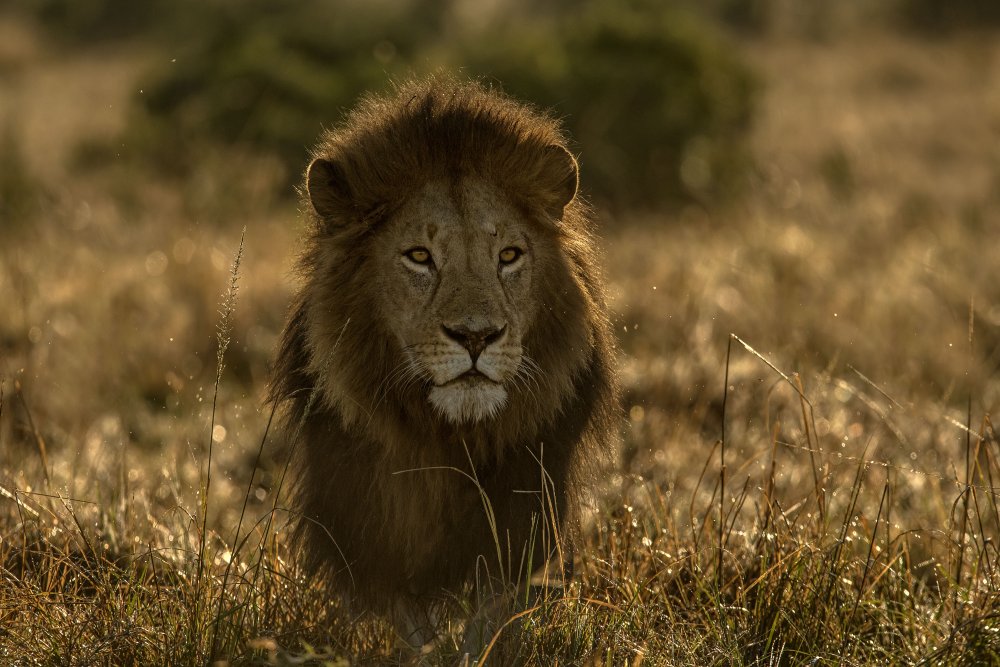 olope male lion od Jordi Giménez Vendrell