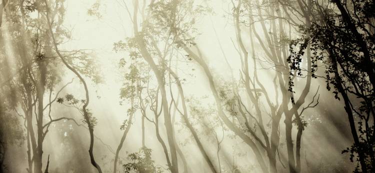 Fog od Jorge Feteira