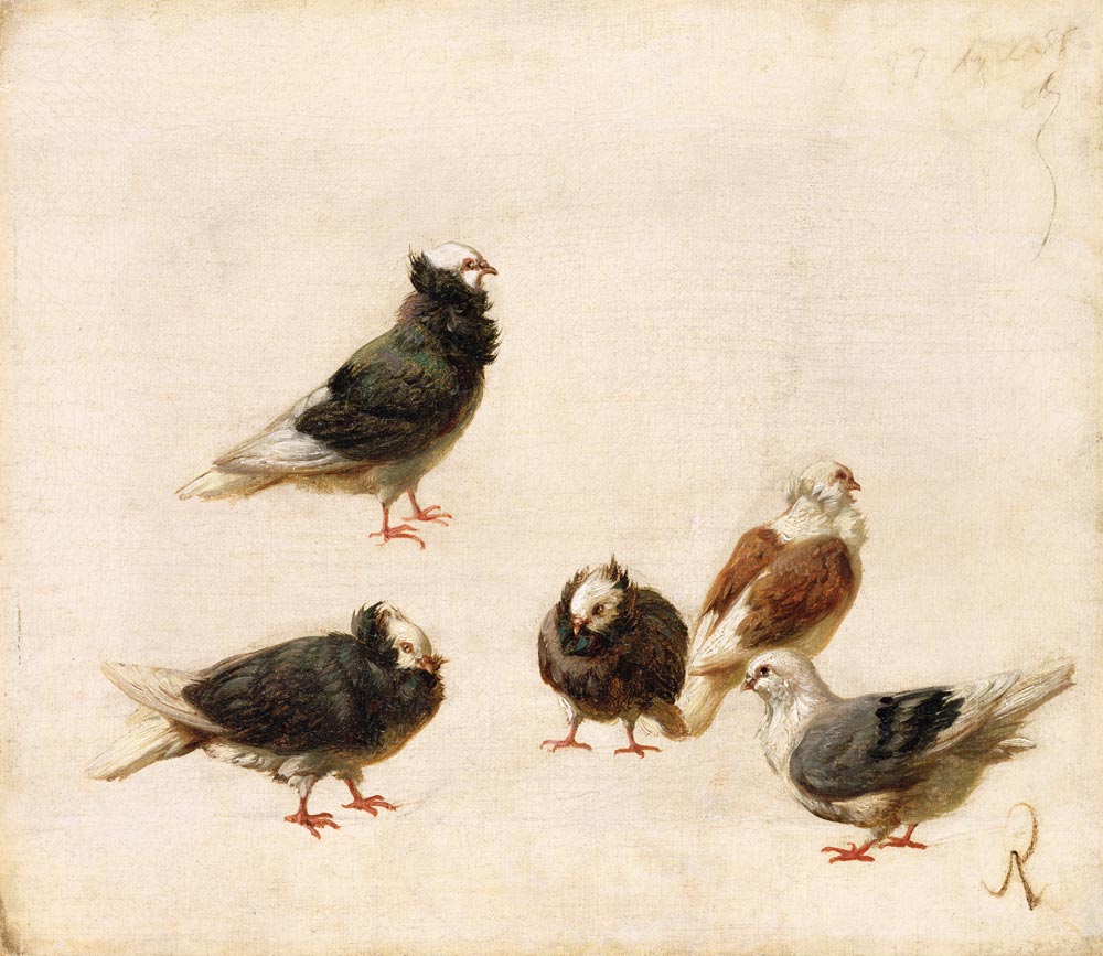 Pigeons od Jose Ruiz Blasco