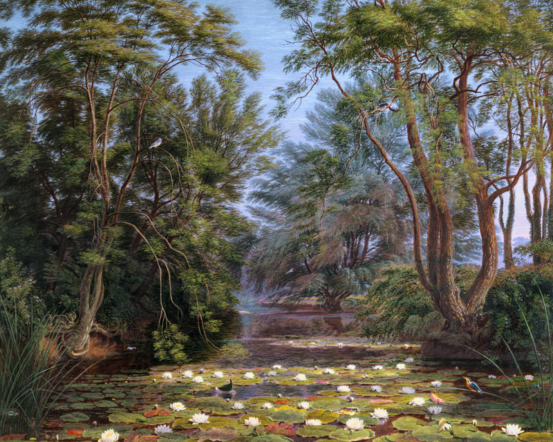 River Cherwell Waterlilies od William Turner