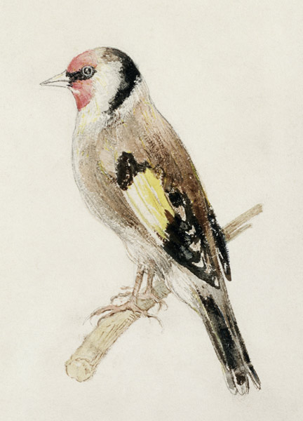 Goldfinch, from The Farnley Book of Birds, c.1816 (pencil and w/c on paper) od William Turner