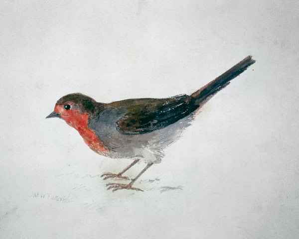 Robin, from The Farnley Book of Birds, c.1816 (pencil and w/c on paper) od William Turner