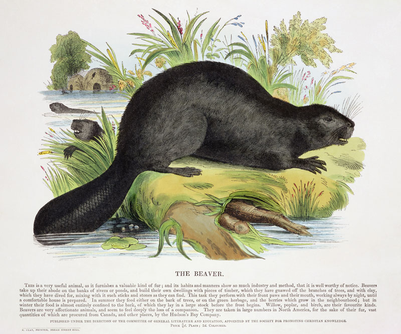 The Beaver, educational illustration pub. by the Society for Promoting Christian Knowledge, 1843 (aq od Josiah Wood Whymper