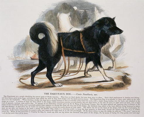 The Esquimaux Dog (Canis familiaris) educational illustration pub. by the Society for Promoting Chri od Josiah Wood Whymper