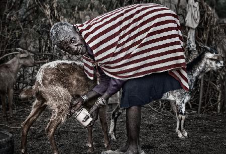 Ilchamus tribe woman milking a goat - Kenya