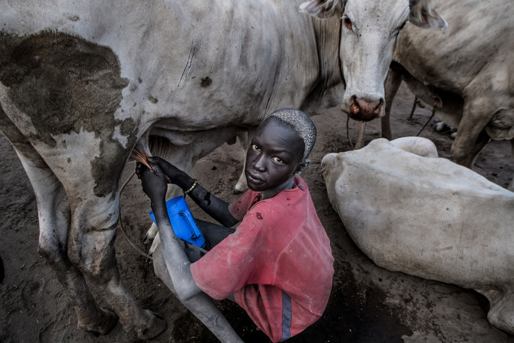 Mundari boy milking a cow - South Sudan od Joxe Inazio Kuesta Garmendia