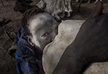 Mundari child stimulating sexually a cow to increase milk - South Sudan
