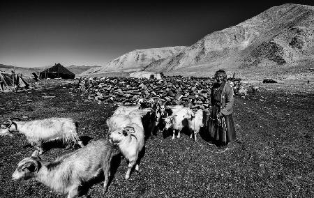 After milking goats (Ladakh-India)