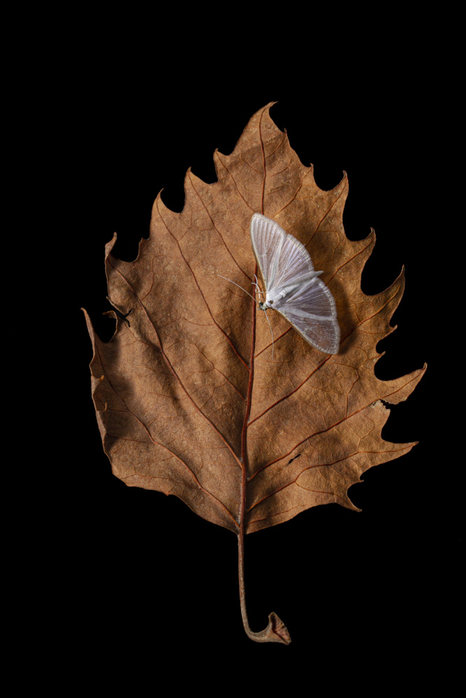 Autumn moth od JUAN CARLOS HERVÁS MARTÍNEZ