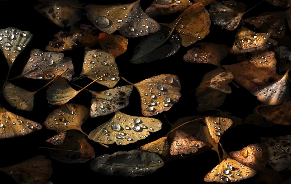 Autumn Still Life. od Juan Luis Duran
