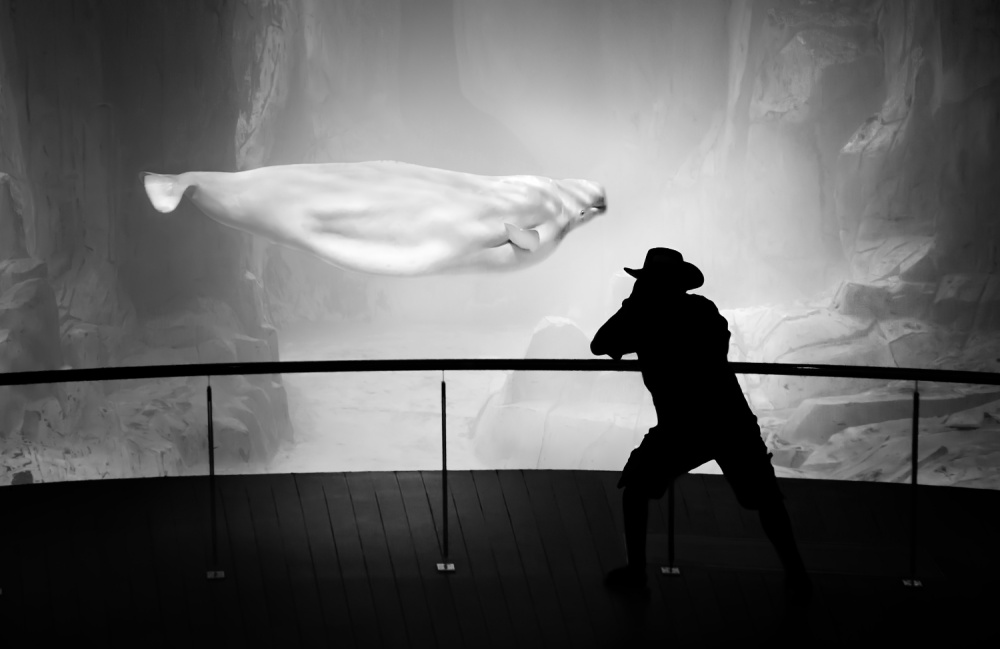 Photographer and beluga od Juan Luis Duran