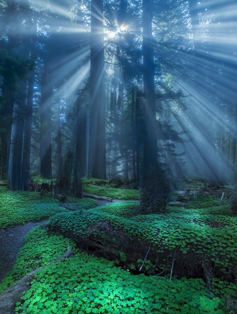 Redwood sorrel. od Judy Tseng