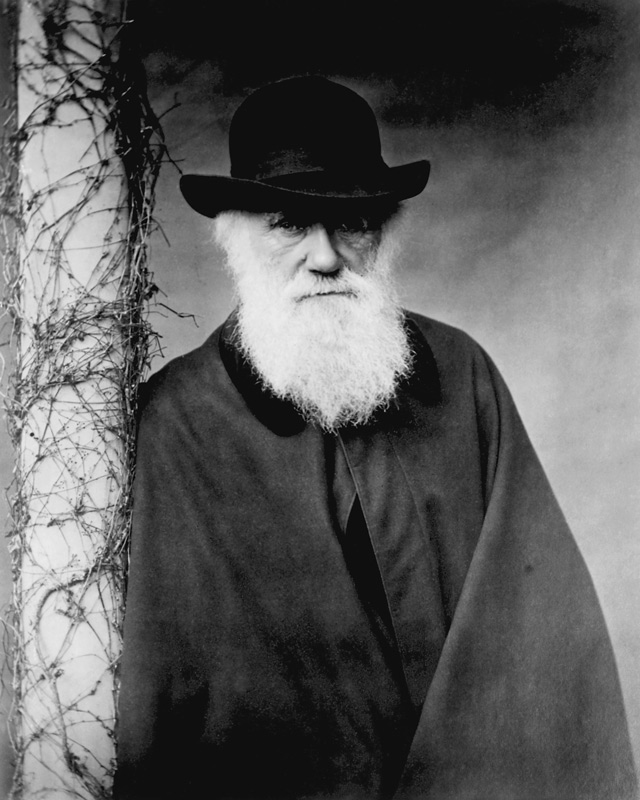 Portrait of Charles Darwin (1809-82) 1881 (b/w photo)  od Julia Margaret Cameron
