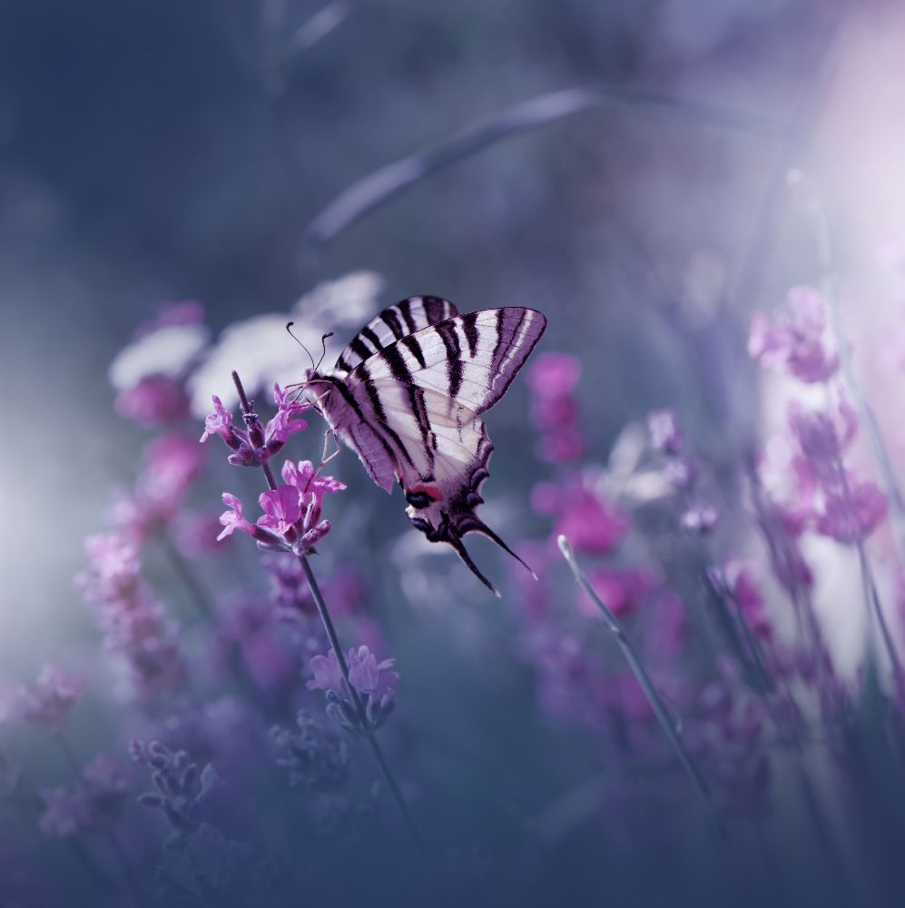 Lavender Queen... od Juliana Nan