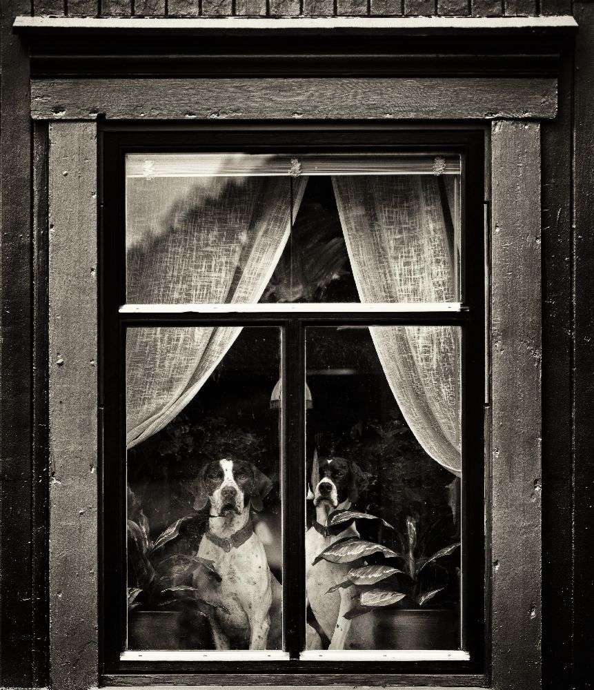 Dogs od Julien Oncete