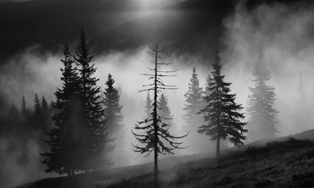 Misty forest od Julien Oncete