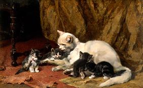 Cat with four boys on an old carpet.