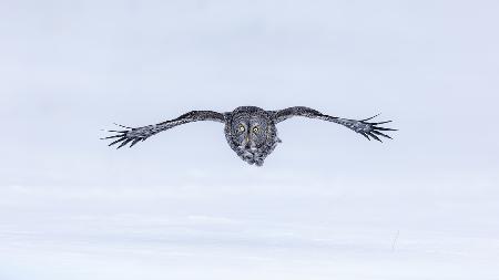 Great Grey Owl in Flight