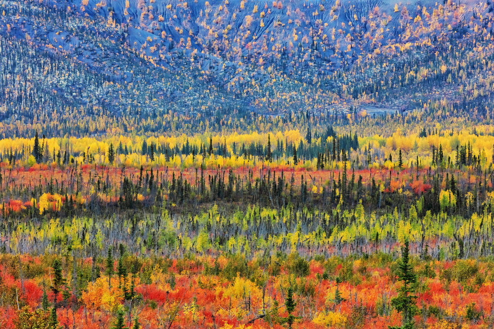 Fall Color in The Mountain od Jun Zuo