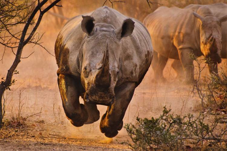 Rhino learning to fly od Justus Vermaak