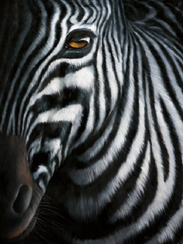 Zebra I od 