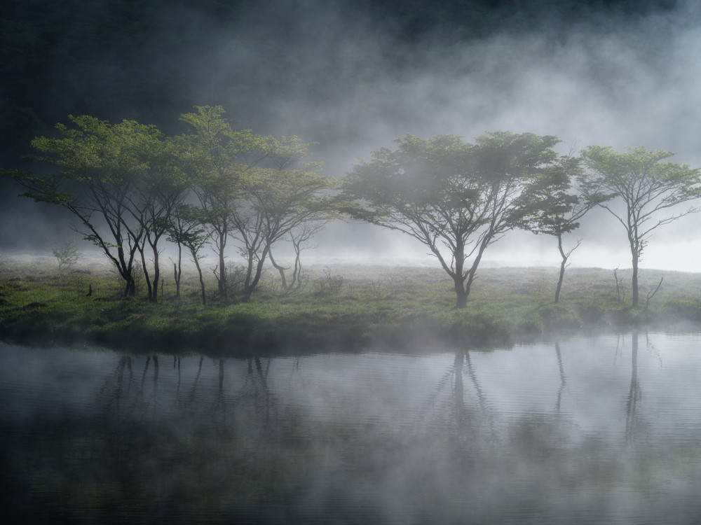 Trees in the Mist od K_Tsunoda