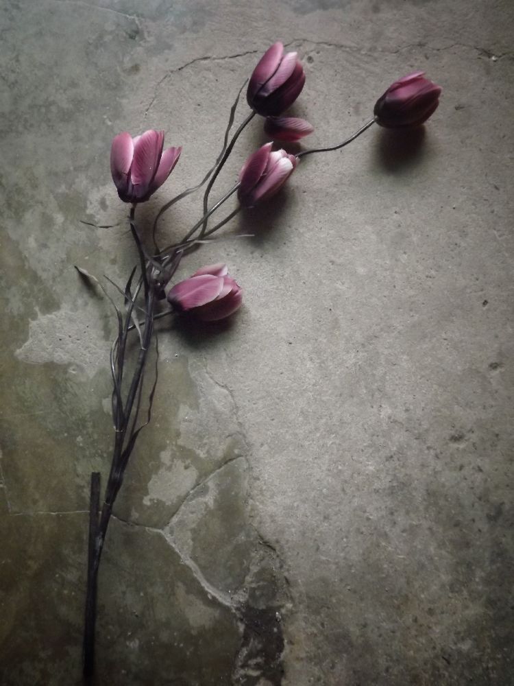 The elegant tulip od kahar lagaa