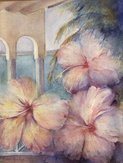 Hibiscus Pimms  od Karen  Armitage