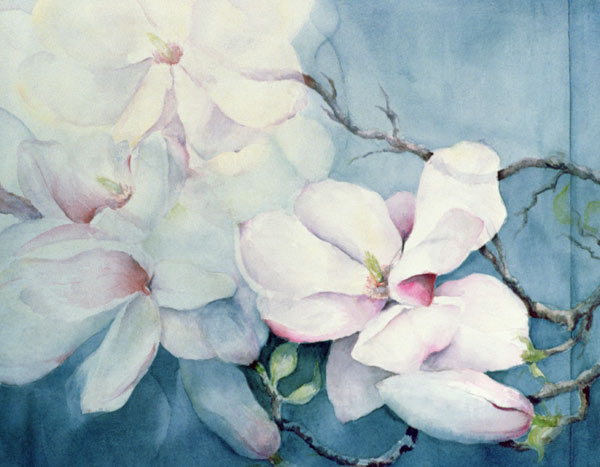 Magnolia Soulangeana (horizontal)  od Karen  Armitage