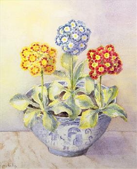 Auricula in a Chinese Pot 