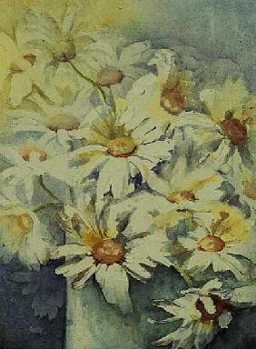 Chrysanthemum Bosmariens 