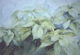 White Poinsettia (horizontal) 