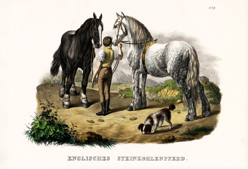 English Pit Horse od Karl Joseph Brodtmann