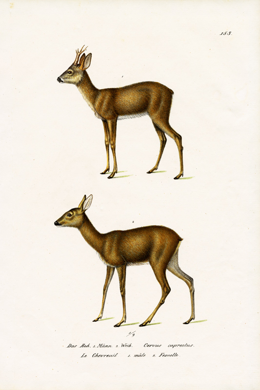 Roe Deer od Karl Joseph Brodtmann