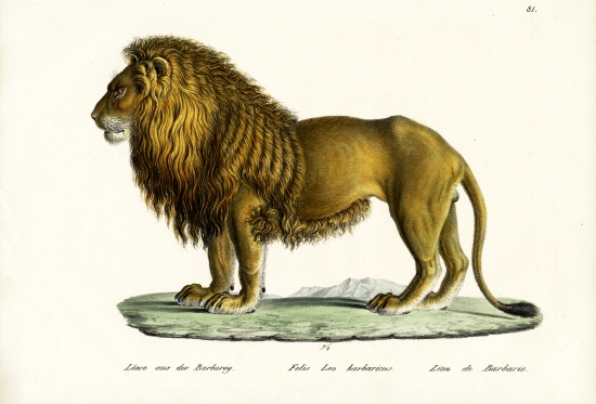 Barbary Lion od Karl Joseph Brodtmann