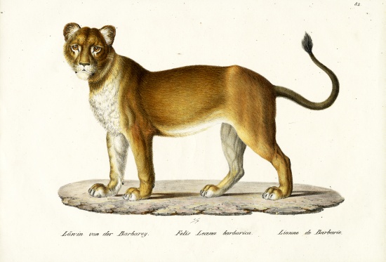 Barbary Lioness od Karl Joseph Brodtmann
