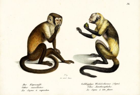 Capuchin Monkey od Karl Joseph Brodtmann
