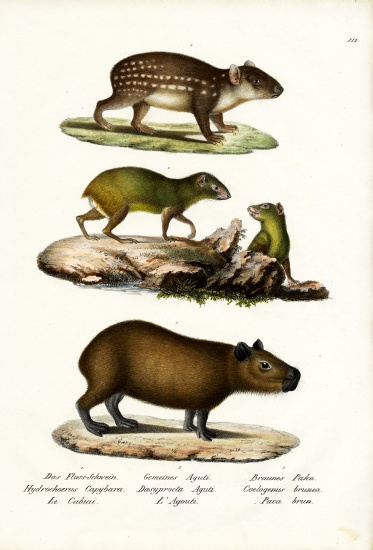 Capybara od Karl Joseph Brodtmann