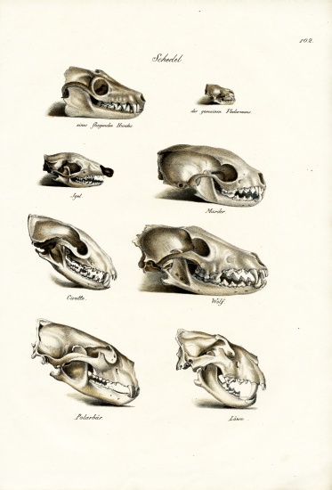 Carnivores Skulls od Karl Joseph Brodtmann