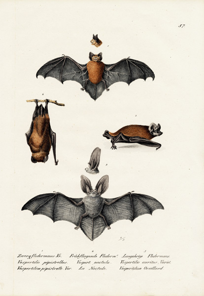 Common Pipistrelle od Karl Joseph Brodtmann