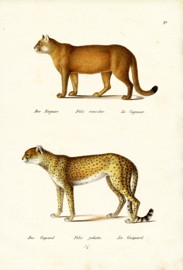 Cougar od Karl Joseph Brodtmann