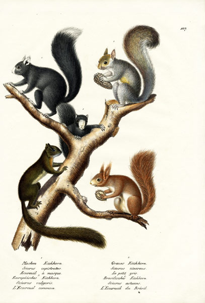 Different Kinds Of Squirrels od Karl Joseph Brodtmann