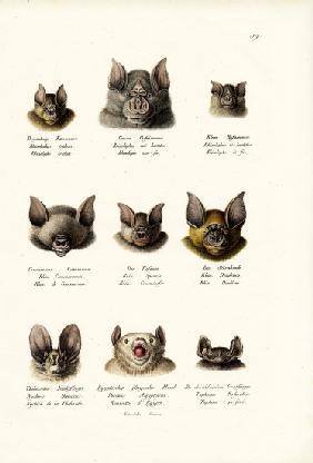 Different Kinds Of Bats